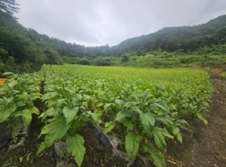 충청북도 단양군 영춘면 사이곡리 335 사진 2