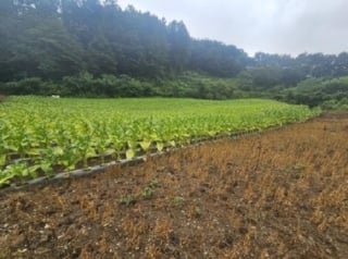 충청북도 단양군 영춘면 사이곡리 335 사진 3