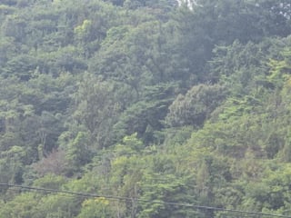 충청북도 제천시 수산면 내리 산29-2 사진 2