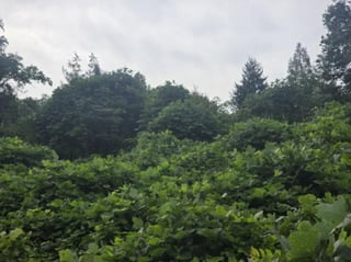 충청북도 제천시 수산면 내리 산29-2 사진 3