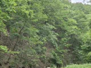 경상북도 영덕군 지품면 신양리 422 사진 1