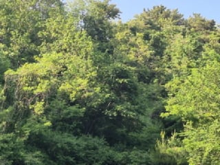경상북도 울진군 온정면 온정리 559 사진 2