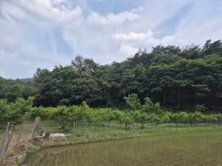 경상북도 영덕군 달산면 흥기리 836-1 사진 2