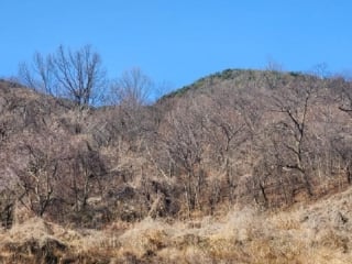 전라남도 담양군 월산면 중월리 217-1 사진 3