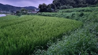 전북특별자치도 순창군 구림면 성곡리 390 사진 1