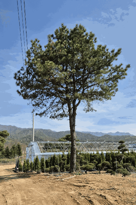 물건 사진 15