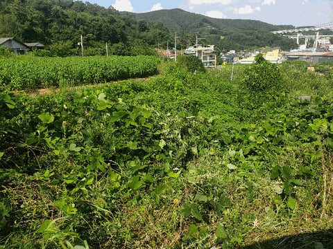 물건 사진 36