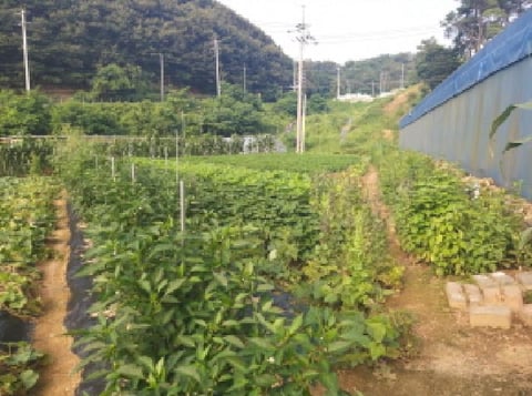 물건 사진 13