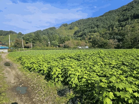 물건 사진 12
