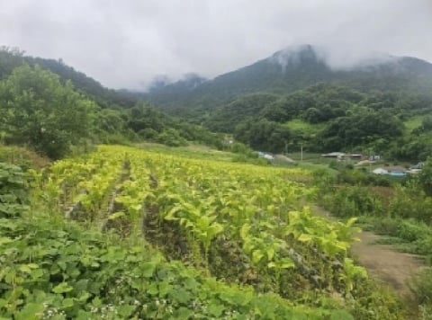 물건 사진 11
