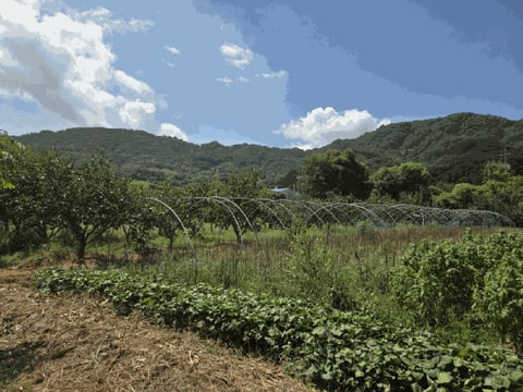 물건 사진 15