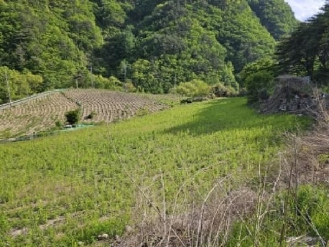 물건 사진 1