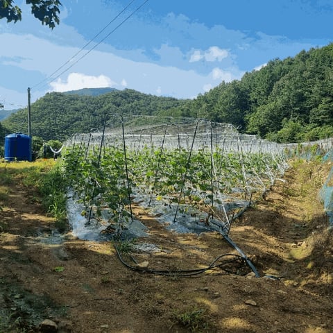 물건 사진 33