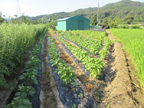 물건 사진 5