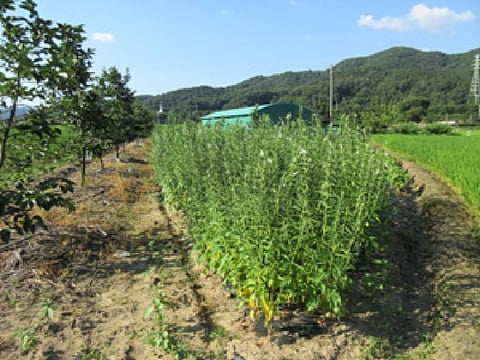 물건 사진 6