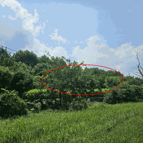 물건 사진 36