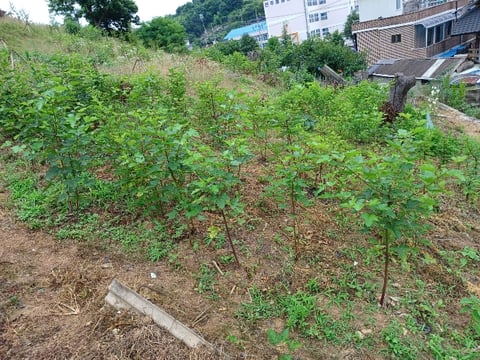 물건 사진 25