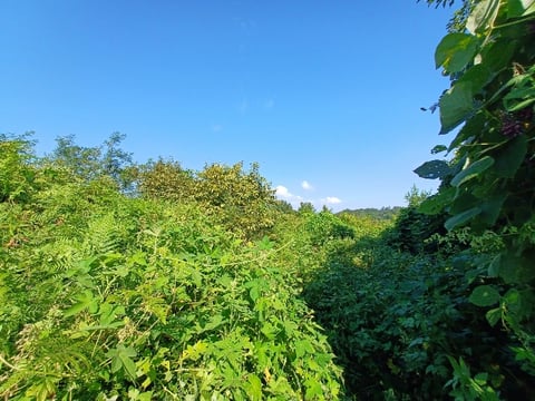 물건 사진 32