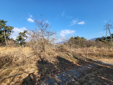 물건 사진 155