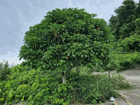 물건 사진 39