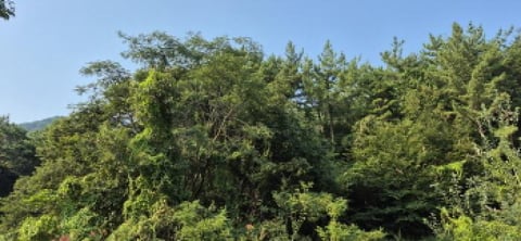 물건 사진 32