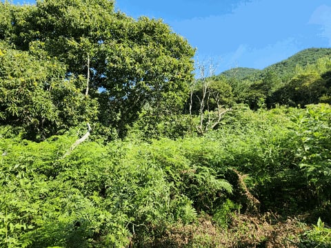 물건 사진 75