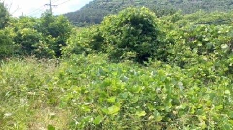 물건 사진 13