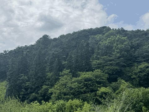 물건 사진 16