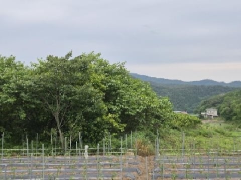 물건 사진 2