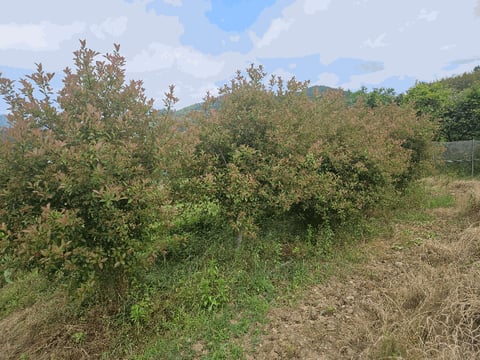 물건 사진 25