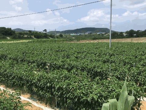 물건 사진 11