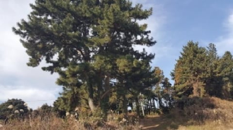 물건 사진 15