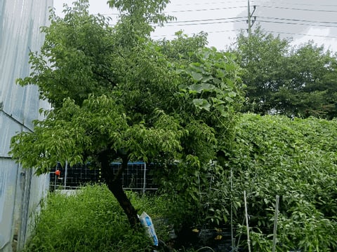 물건 사진 20